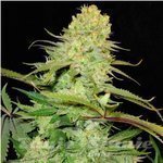 SEEDSMAN - Cheese