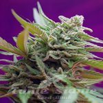 SWEET SEEDS - Black Jack Auto