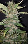THE CALI CONNECION - Purple Crack