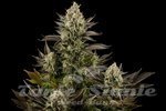 DINAFEM - White Widow