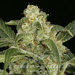 AMARANTA SEEDS - Power Haze