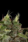 DINAFEM - Bubba Kush