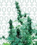 SENSI SEEDS - Early Skunk @