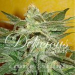 DELICOUS SEEDS - La Fruta Di Venus