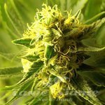 ROYAL DUTCH GENETICS - RD Cheese Wreck