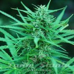 CANNABIOGEN - Panama