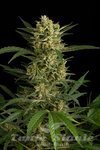 SEEDSMAN - Auto Amnesia
