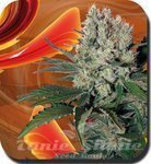 BUDDHA SEEDS - Syrup