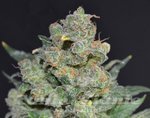 CBD Seeds - Cheese