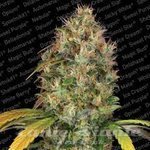 PARADISE SEEDS - Dutch Kush