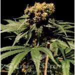 THE BULLDOG SEEDS - The Bulldog Haze