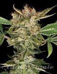 DNA GENETICS - Martian Kush
