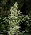 GREEN LABEL - Killer White