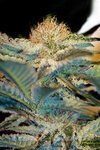 SWEET SEEDS - Moham Ram