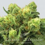 NIRVANA - Pre-99 Big Bud