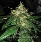 DNA GENETICS - Connie Chung