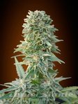 ADVANCED SEEDS - Auto Jack Herer