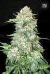 BULK SEED BANK - OG Kush