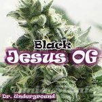 DR UNDERGROUND - Black Jesus OG