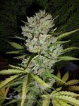 SENSI SEEDS - SUPER SKUNK AUTO