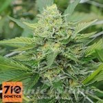 710 GENETICS - Carnage
