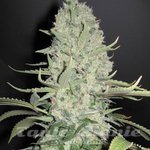 ! Big Bud