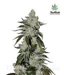 FASTBUDS - Girl Scout Cookies