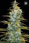 BULK SEED BANK - Northern Light