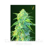 Victory Seeds - Auto Northern Light