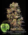 EVA SEEDS - Pink Plant