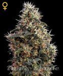 GREEN HOUSE SEEDS - Sweet Mango Auto