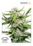 DUTCH PASSION - Auto Frisian Dew