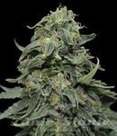 KALASHNIKOV SEEDS - Kabul Express