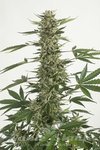 ! CBD White Widow (ODMIANA MEDYCZNA)