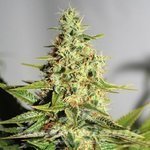 BARNEY’S FARM - Acapulco Gold