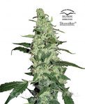 DUTCH PASSION - Skywalker