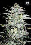 BULK SEED BANK - Mazar Extra