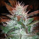 AUTOFEM - Auto Stoned