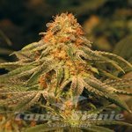 BARNEY’S FARM - Vanilla Kush