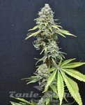 SEEDSMAN - CBD Critical Mass