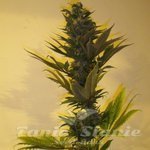 KETAMA SEEDS - Critical Herer Auto