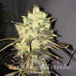 NIRVANA - Supreme CBD Durban