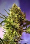 SWEET SEEDS - Big Devil