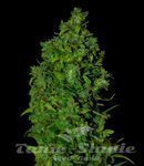 VIP SEEDS - VIP Dwarf