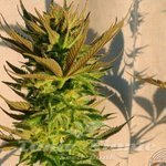 KANNABIA SEED - B. Lee Auto