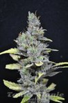 CBD Crew - CBD Mango Haze