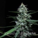 R-KIEM SEEDS - Negra 44