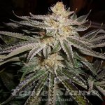 THE CALI CONNECION - Original Sour Diesel