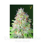 Victory Seeds - Auto Great White Shark