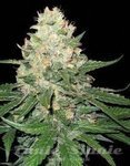 DNA GENETICS - Rocklock